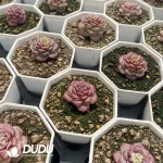 54pcs Echeveria WA-35 - Image 2
