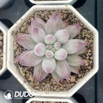 54pcs Pachyphytum Cherry