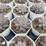 54pcs Pachyphytum Cherry - Image 2