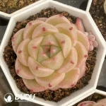 54pcs Echeveria M100