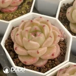 54pcs Echeveria M100 - Image 2