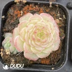 54pcs Echeveria W8-022