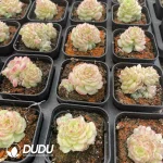 54pcs Echeveria W8-022 - Image 2