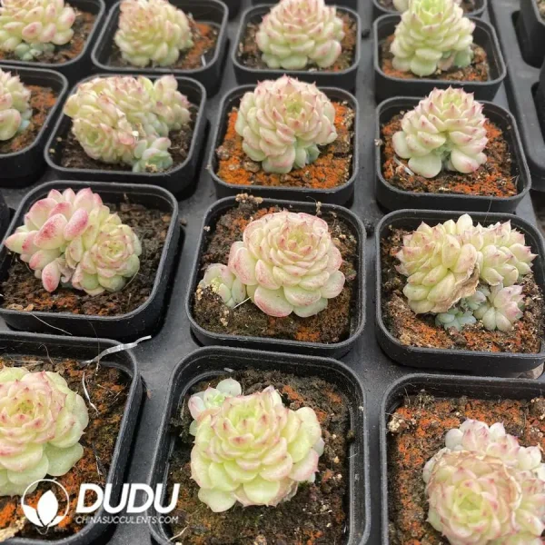 54pcs Echeveria W8-022 - Image 2