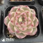 54pcs Echeveria W8-058