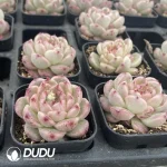 54pcs Echeveria W8-058 - Image 2