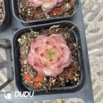 54pcs Echeveria W8-057