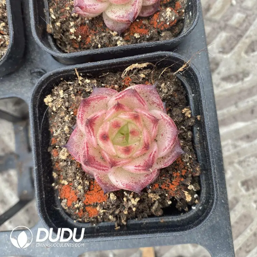1756126361-1744277475-e201.webp 54pcs Echeveria W8-057 - Image 1