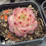 54pcs Echeveria W8-057 - Image 2
