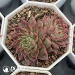 54pcs Echeveria NO.9 VAAN-20