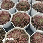 54pcs Echeveria NO.9 VAAN-20 - Image 2