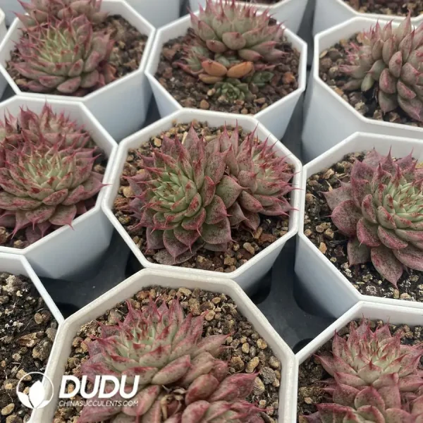 54pcs Echeveria NO.9 VAAN-20 - Image 2