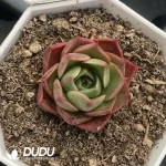 54pcs Echeveria W2-013