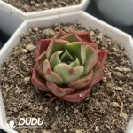 54pcs Echeveria W2-013 - Image 2