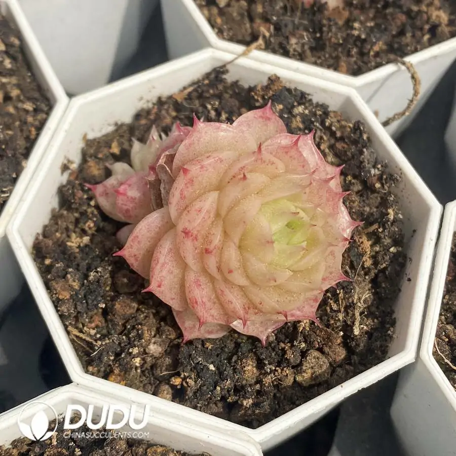 1756126380-1744277514-e201.webp 54pcs Echeveria W2-074 - Image 1