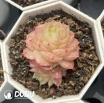 54pcs Echeveria W2-074 - Image 2