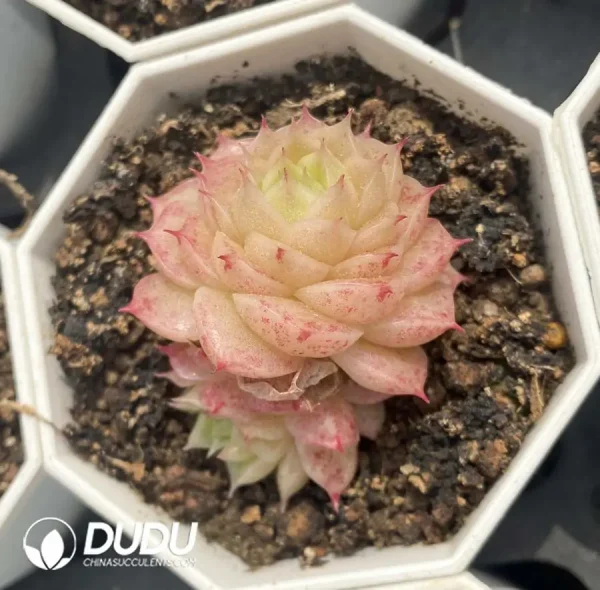 54pcs Echeveria W2-074 - Image 2