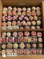 Echeveria Blind Box 80 Pcs