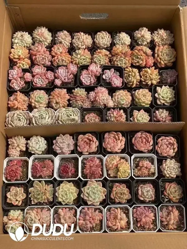 Echeveria Blind Box 80 Pcs - Image 1
