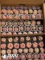 Echeveria Blind Box 80 Pcs - Image 2