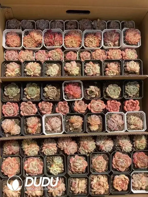 1756126389-1744277538-e202.webp Echeveria Blind Box 70 Pcs - Image 2