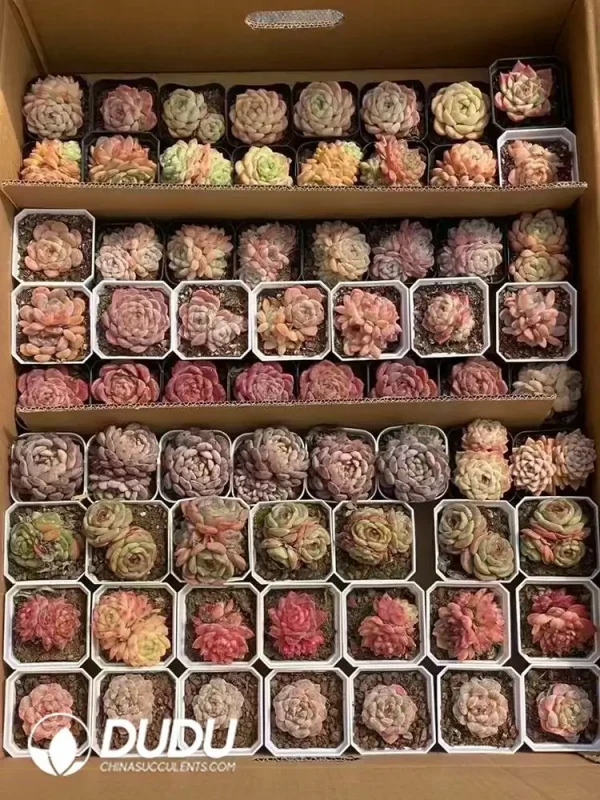 1756126390-1744277539-e203.webp Echeveria Blind Box 70 Pcs - Image 3