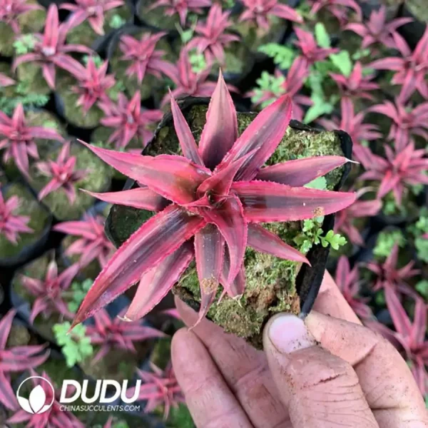 Bromelioideae Dark Red Princess - Image 1