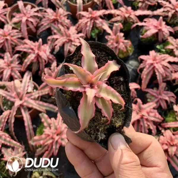 Bromelioideae Pink Princess - Image 1