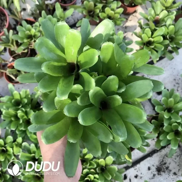 1756126393-1744618484-e201.webp Bromelioideae Linda(2-3 Head) - Image 1