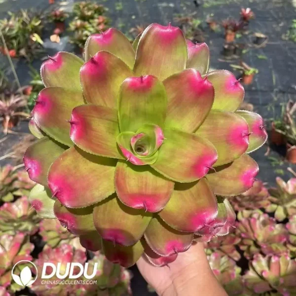 Bromelioideae Red Lips - Image 1