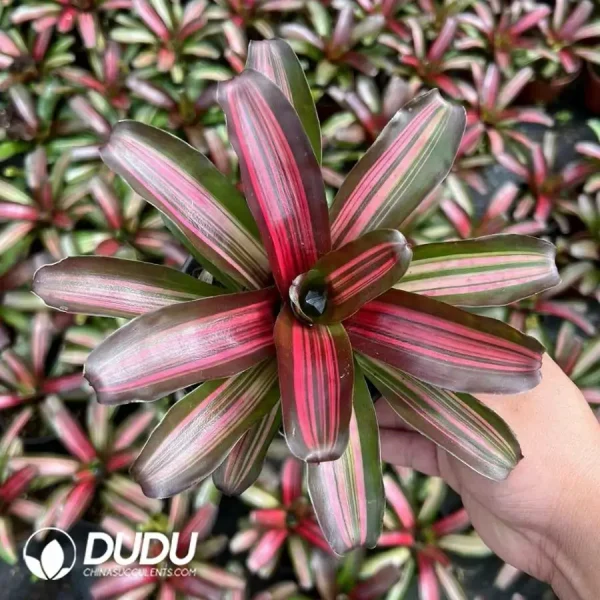 Bromelioideae ZOE - Image 1