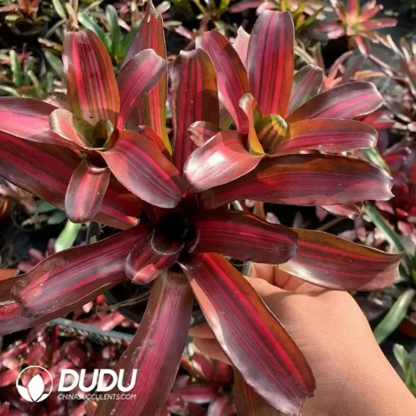 Bromelioideae ZOE Clustering - Image 1