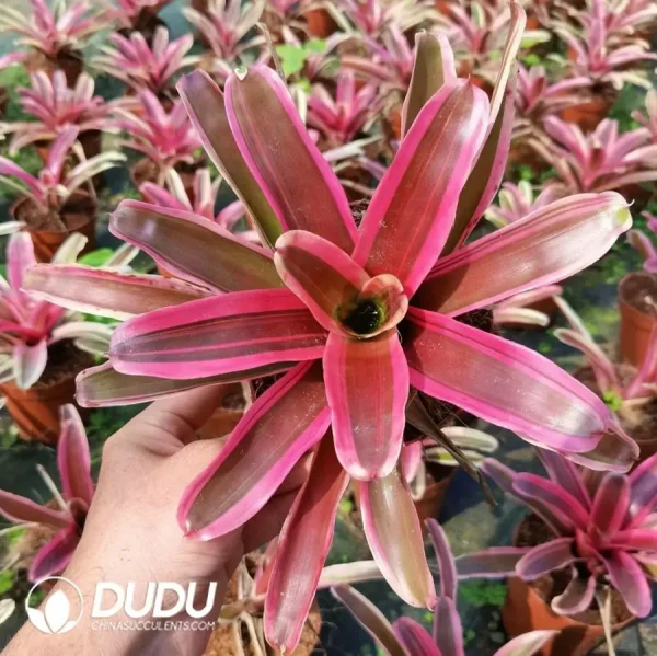 Bromelioideae Elizabeth Medium - Image 1