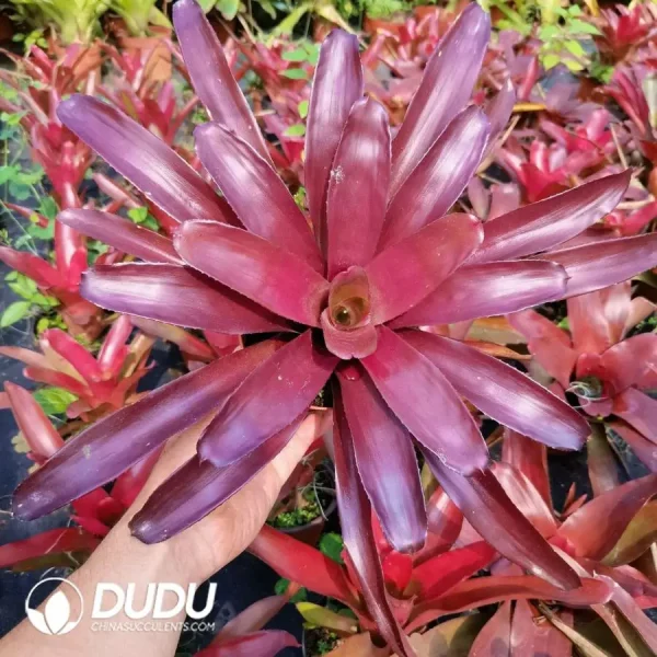 Bromelioideae Paper Rose - Image 1