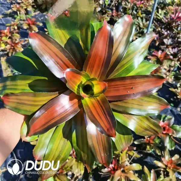 Bromelioideae Watermelon Red - Image 1