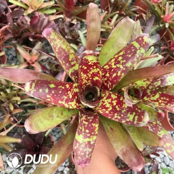 Bromelioideae Polka Dot - Image 1