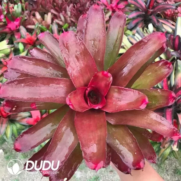 Bromelioideae Pink Lady - Image 1