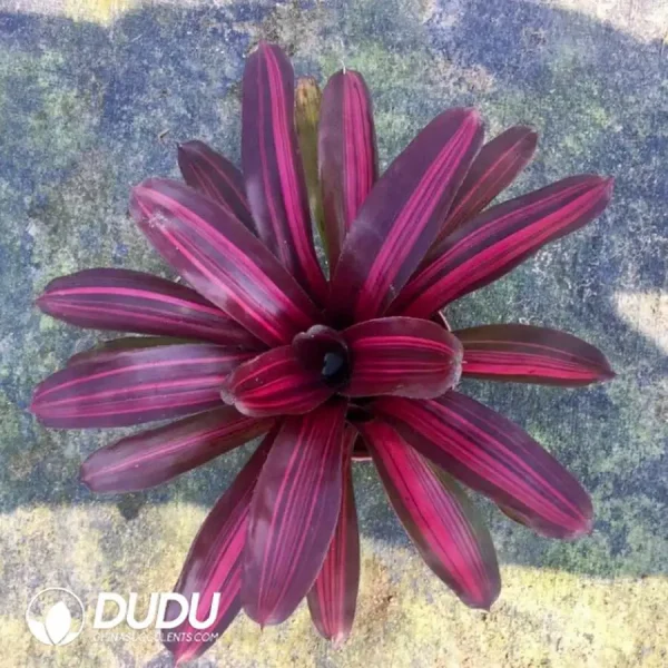 Bromelioideae Rose Red - Image 1