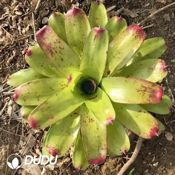 1756126406-1744618515-e201.webp Bromelioideae Crown - Image 1