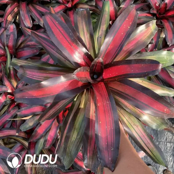 1756126407-1744618517-e201.webp Bromelioideae Roland - Image 1