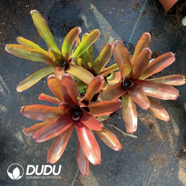 Bromelioideae Ireball(2-3heads) - Image 1