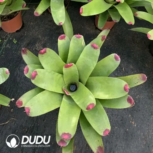 Bromelioideae Green top red - Image 1