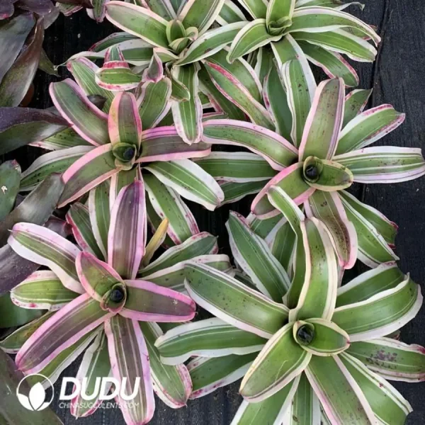 Bromelioideae Elizabeth - Image 1