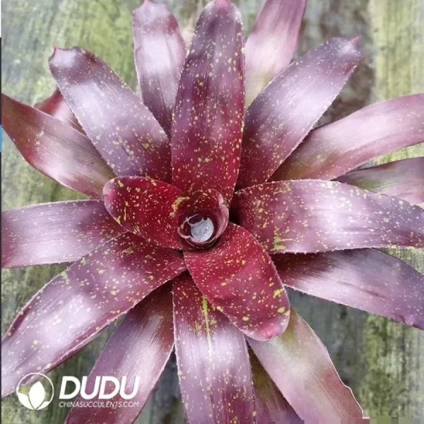 Bromelioideae Galaxy - Image 1