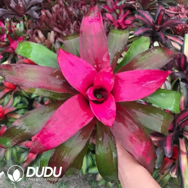 Bromelioideae chameleon - Image 1