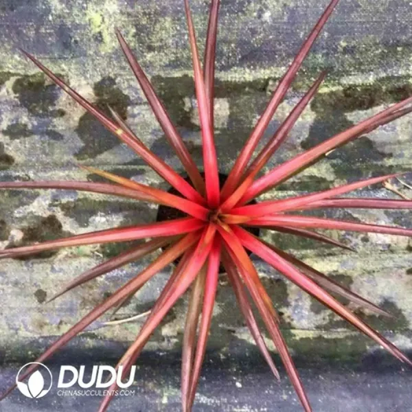 Bromelioideae firecracker - Image 1