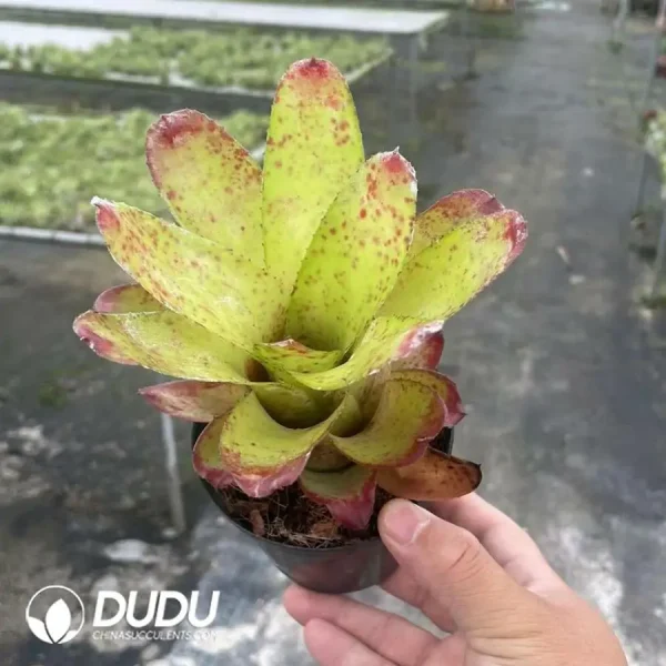 Bromelioideae Strawberry - Image 1