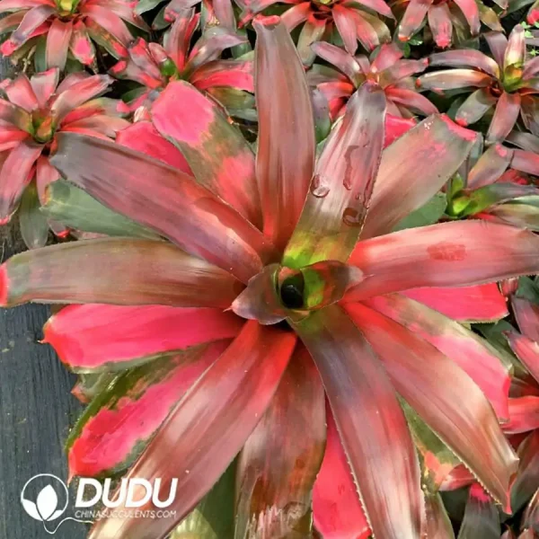 Bromelioideae Red Sun - Image 1