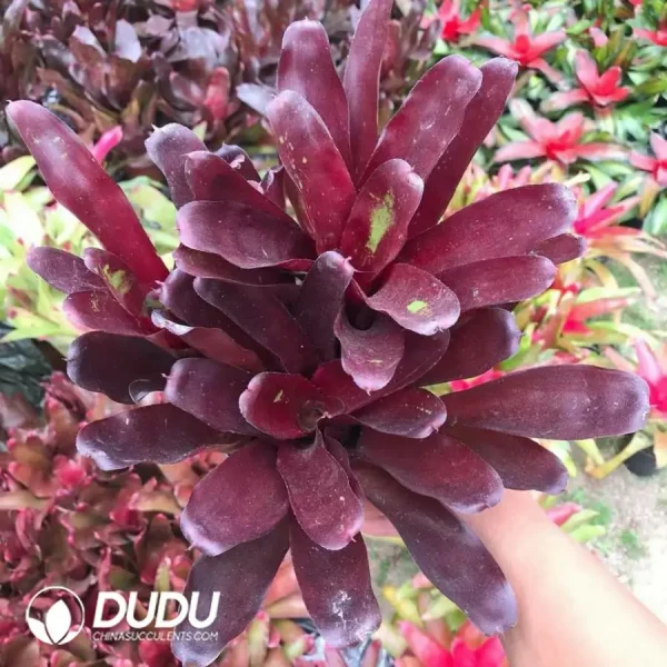 1756126418-1744618545-e201.webp Bromelioideae Hongfu Clustering - Image 1