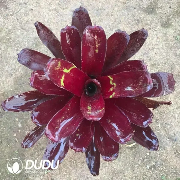 1756126419-1744618548-e201.webp Bromelioideae Hongfu - Image 1